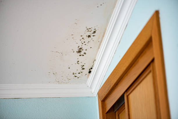 Best Mold Remediation for Schools in Copperopolis, CA