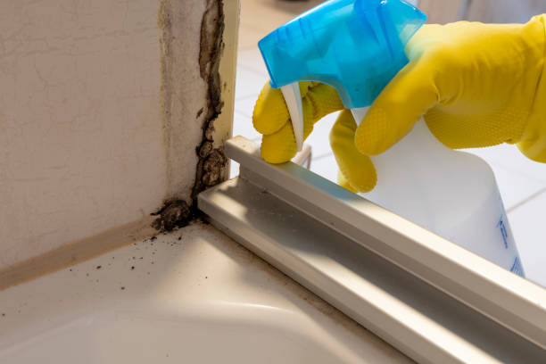 Best Post-Flood Mold Remediation in Copperopolis, CA