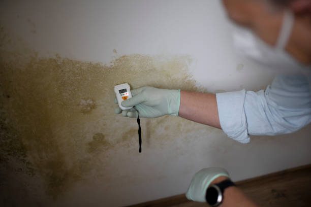 Best Basement Mold Remediation in Copperopolis, CA