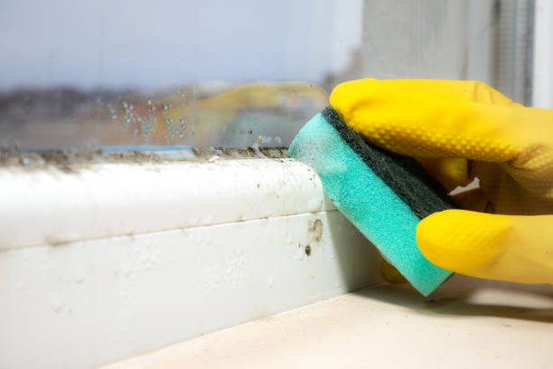 Best Residential Mold Remediation in Copperopolis, CA