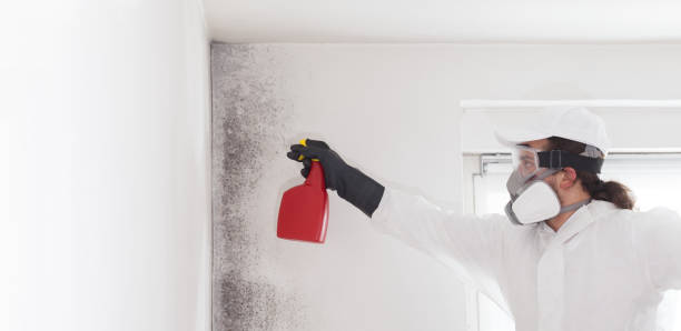 Best Mold Testing and Inspection Services in Copperopolis, CA