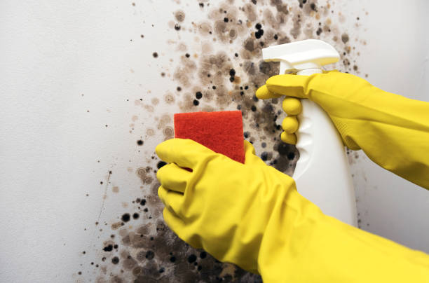 Best DIY Mold Remediation Support Services in Copperopolis, CA