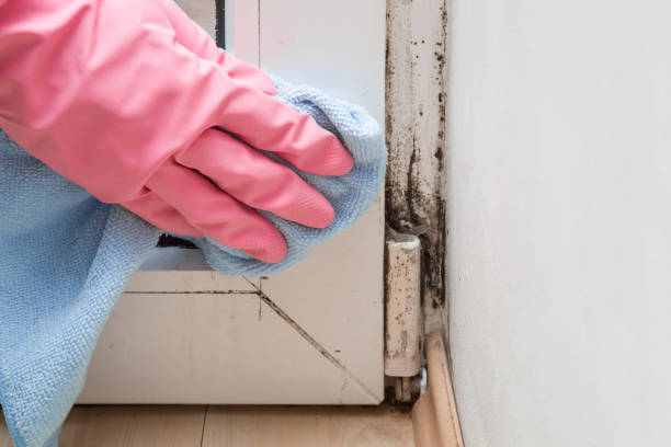 Best Post-Flood Mold Remediation in Copperopolis, CA